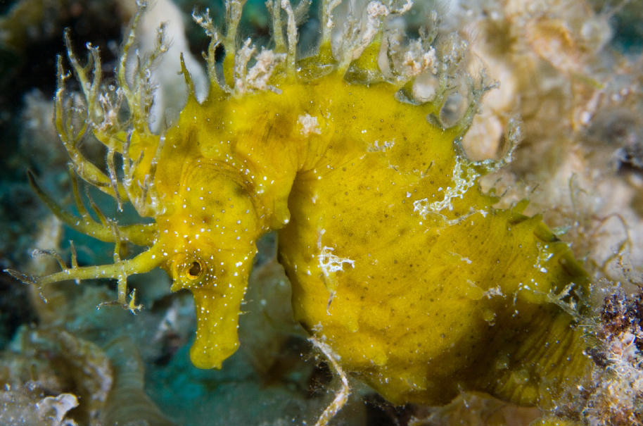 Hippocampus guttulatus (Ippocampo mediterraneo)